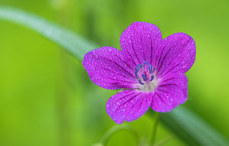 A purple geranium flower covered with water drops in a thicket of grass on a clear summer day.