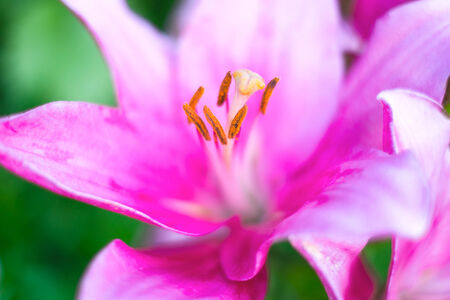 Flower lilyの写真素材