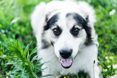homeless dog
