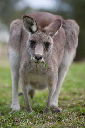 Kangaroo grazing in Hunter Valley, New South Walesの写真素材