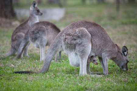 A group of kangaroos graze  A joey keeps safe inside itの写真素材