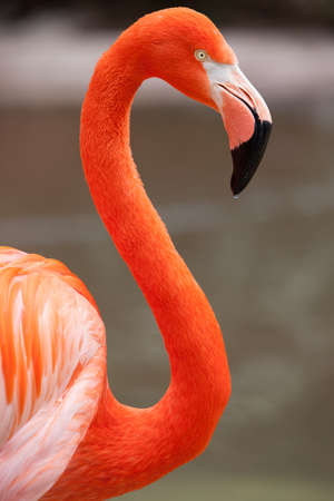 A flamingo oberves its surroundings in San Diego, California, USAの写真素材