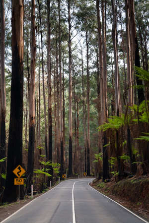 The Black Spur after Black Saturday bushfires near Healesville, Victoria, Australiaの写真素材