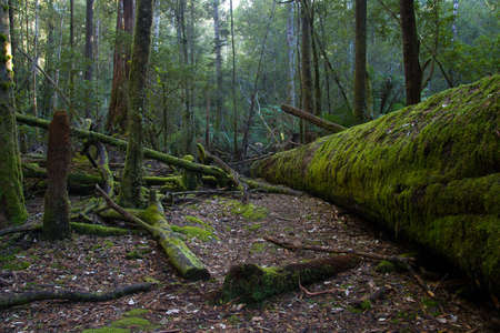 Fallen trees covered in moss in Mt Field, Tasmania, Australiaの写真素材