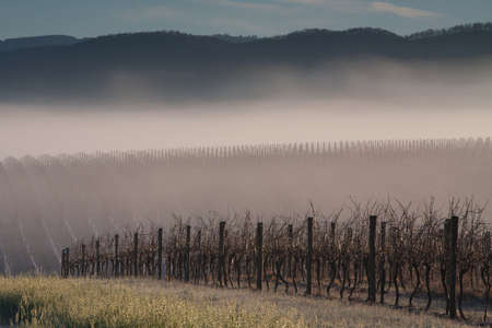 Yarra Valley, Victoria, Australiaの写真素材