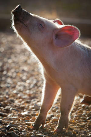 A piglet stretches in the sunlight in Gundagai, NSW, Australiaの写真素材