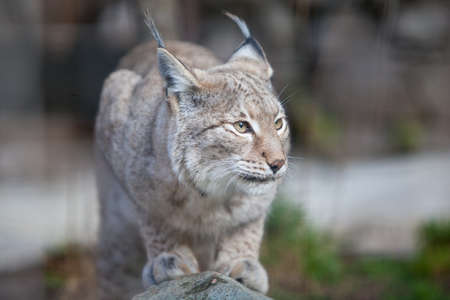 A lynx from the wildcat family searches for food