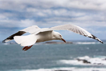 A seagull searches for food in the sea in Phllip Island, Victoria, Australia