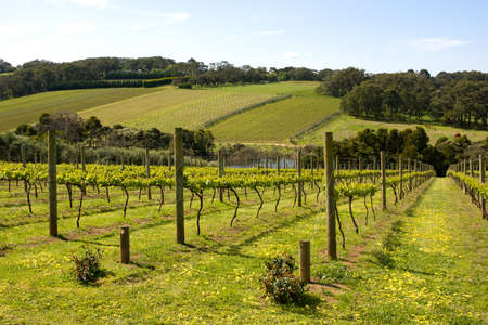 Young vines in the Morning Peninsula, Victoria, Australiaの写真素材