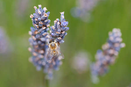 A bee collects pollen from a lavender flowerの写真素材