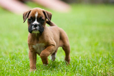 A playful boxer playing games with it's ownerの写真素材