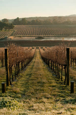 The sun rises across grape vines on a cold winter's morning in Yarra Valley, Victoria, Australiaの写真素材