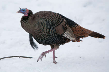 A wild turkey walks thru snow in Fargo, North dDakota, USAの写真素材