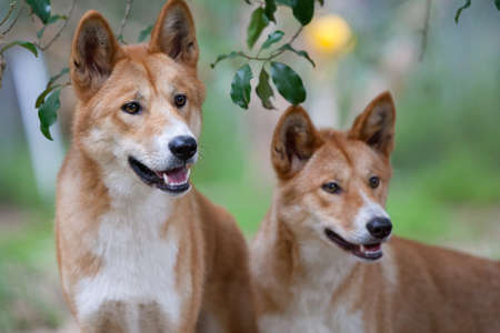 Two dingoes look for possible food near Melbourne, Victoria, Australiaの写真素材