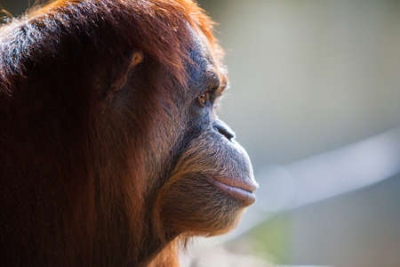 A pensive orangutan in Melbourne, Victoria, Australiaの写真素材
