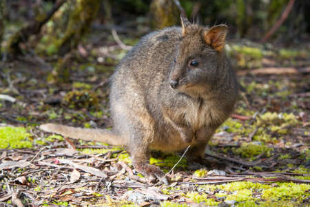 A Pademelon looks for food near Cradle Mountain, Tasmania, Australiaの写真素材