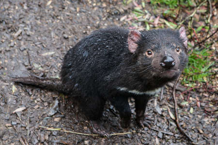 An inquisitive Tasmanian Devil in Cradle Mountain, Tasmania, Australiaの写真素材