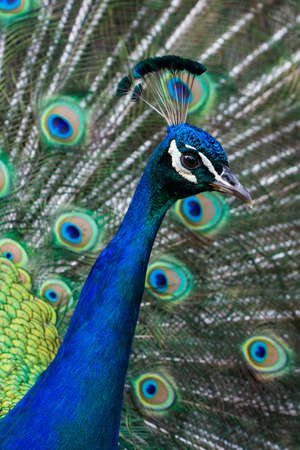 A wild peacock shows off it's plumage in Melbourne, Victoria, Australiaの写真素材