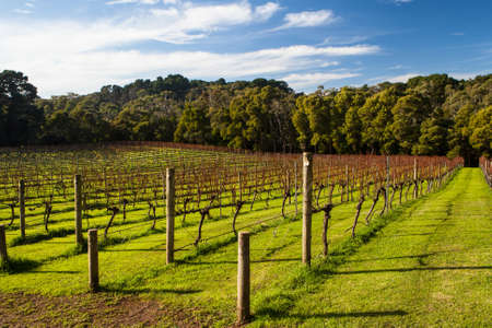 Dormant vines during winter in the Mornington Peninsula, Victoria, Australiaの写真素材