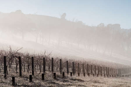 Fog shrouds vines on a cold winterの写真素材