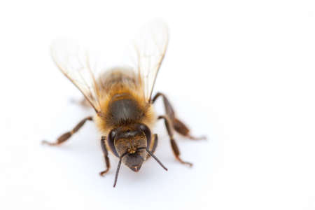 A bee stands on an isolated backgroundの写真素材