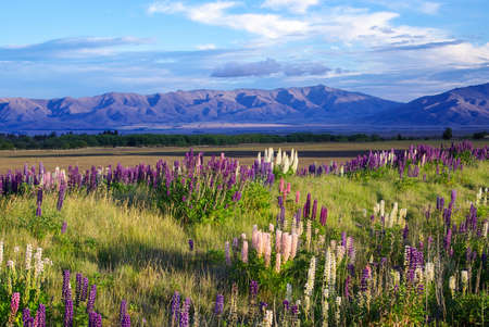 A field near Tekapo full of Foxglove flowers in New Zealand の写真素材