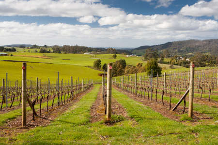 Barringwood Park winery vines near Devonport, Tasmaniaの写真素材
