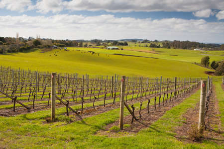 Barringwood Park winery vines near Devonport, Tasmaniaの写真素材