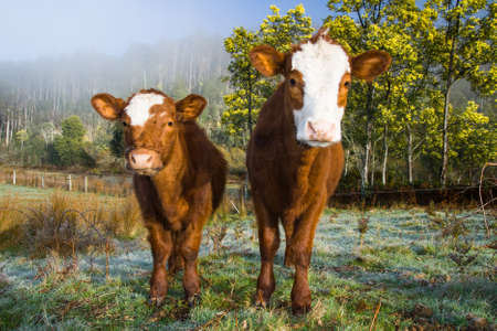 Friendly cows in Mt Field, Tasmania, Australiaの写真素材