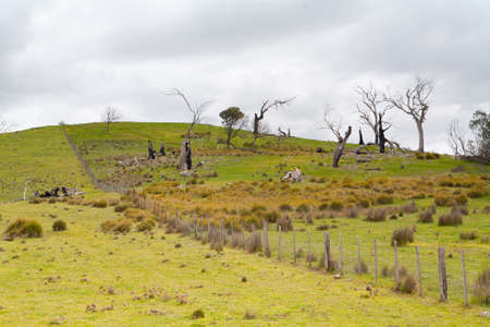 Trees in the Australian bush in a strom near Bothwell, tasmania, Australiaの写真素材