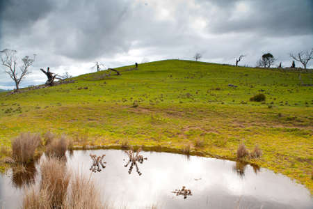 Trees in the Australian bush in a strom near Bothwell, tasmania, Australiaの写真素材