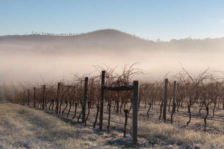 Bare vines during winter in the Yarra Valley, Victoria, Australiaの写真素材