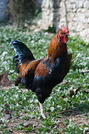 A hen stands alert in Provence, Franceの写真素材
