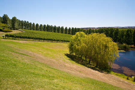 Tarrawarra vines in the Yarra Valley, Victoria, Australiaの写真素材
