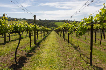 Young vines in the Morning Peninsula, Victoria, Australiaの写真素材