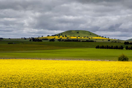 Canola fields shine on a stormy day inbetween Smeaton and Clunes in the Victorian goldfields, Australiaの写真素材