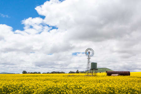 Canola fields shine on a stormy day inbetween Smeaton and Clunes in the Victorian goldfields, Australiaの写真素材