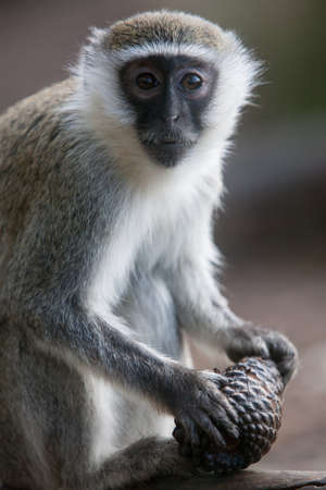 A vervet monkey plays with a pine cone in Melbourne, Australiaの写真素材