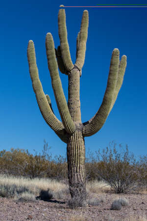 A large cactus near Wickenburg, in Arizona, USAの写真素材