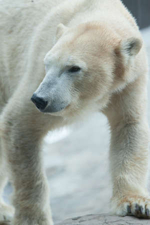 A polar bear searches for foodの写真素材
