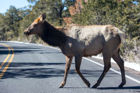 A wild mule dear crosses the road at the Garnd Canyon, Arizona, USAの写真素材