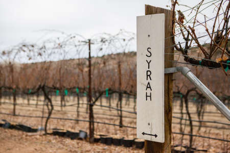 A Syrah vineyard sign during winter near Cottonwood in Arizona, USAの写真素材