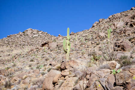 Hillside cacti near Prescott in Arizona, USAの写真素材