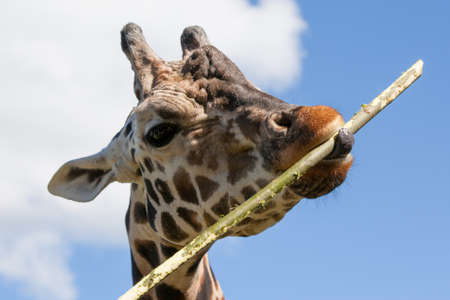 A giraffe eats bamboo  enthusiastically in Mogo, Australiaの写真素材