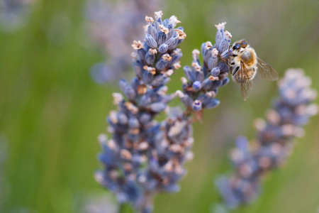 A bee collects pollen from a lavender flowerの写真素材