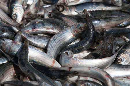 Millions of sardines die in Redondo Beach, California, USAの写真素材