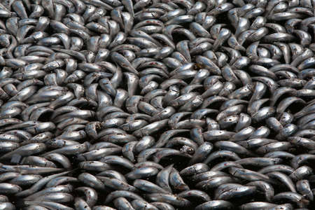 Millions of sardines die in Redondo Beach, California, USAの写真素材