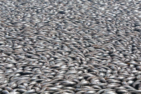 Millions of sardines die in Redondo Beach, California, USAの写真素材