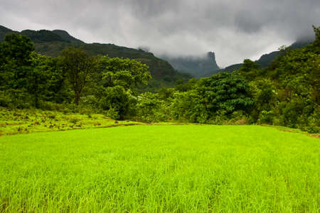 A lush rice field near Ratangad in Indiaの写真素材