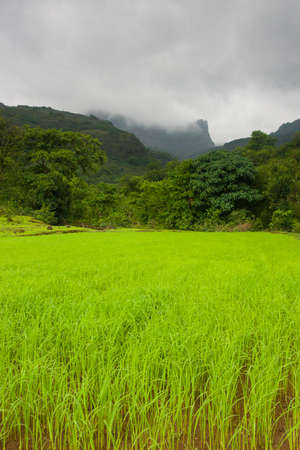 A lush rice field near Ratangad in Indiaの写真素材